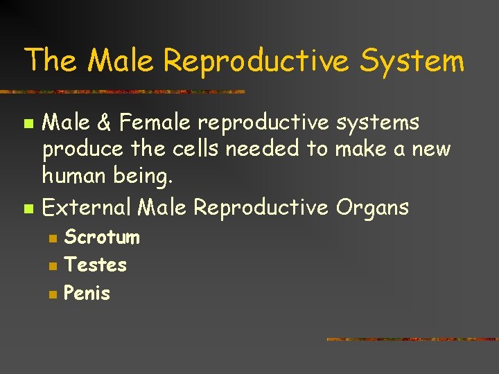 The Male Reproductive System n n Male & Female reproductive systems produce the cells