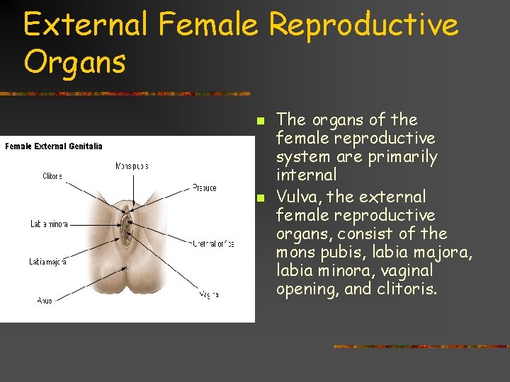 External Female Reproductive Organs n n The organs of the female reproductive system are