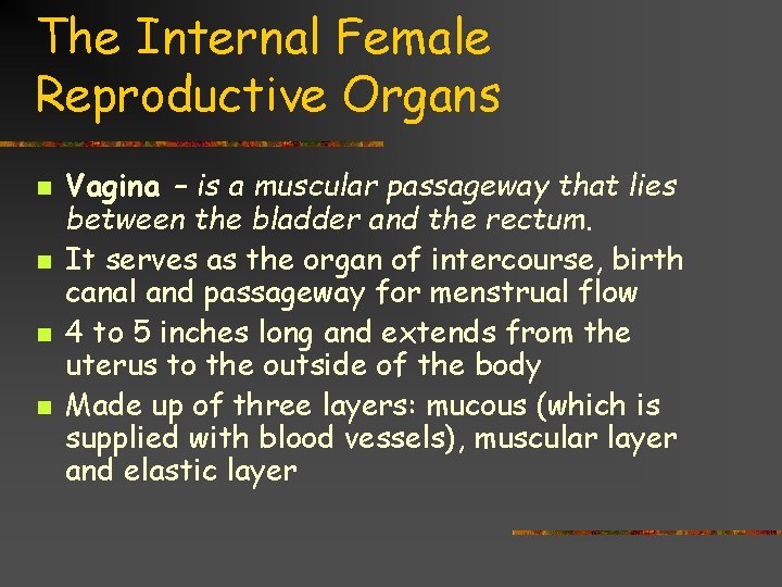 The Internal Female Reproductive Organs n n Vagina – is a muscular passageway that