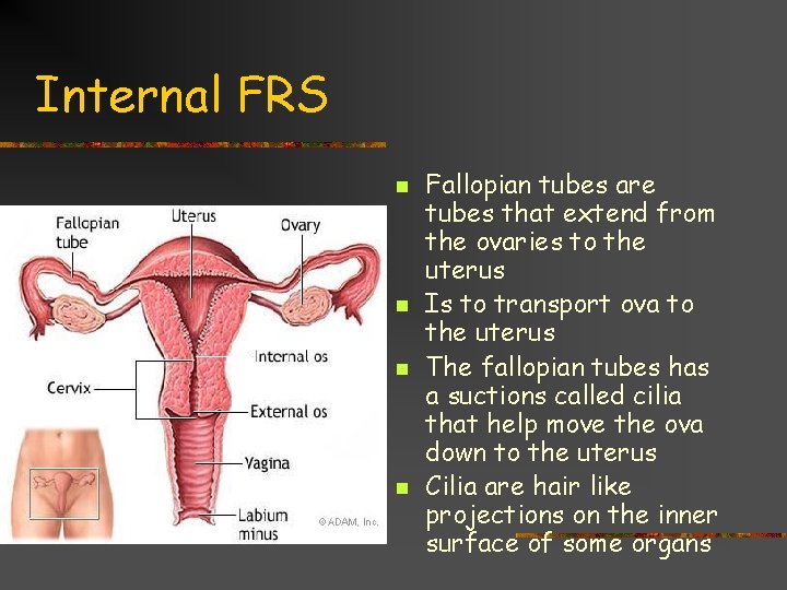 Internal FRS n n Fallopian tubes are tubes that extend from the ovaries to