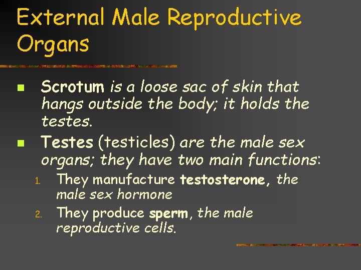 External Male Reproductive Organs n n Scrotum is a loose sac of skin that