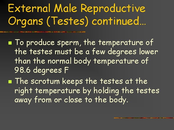 External Male Reproductive Organs (Testes) continued… n n To produce sperm, the temperature of