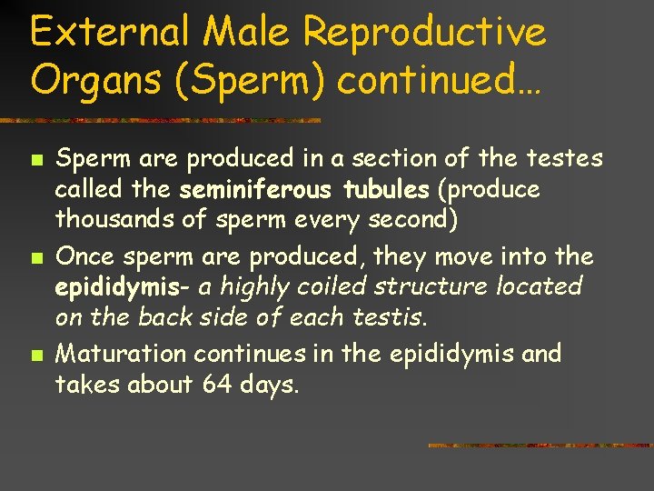 External Male Reproductive Organs (Sperm) continued… n n n Sperm are produced in a