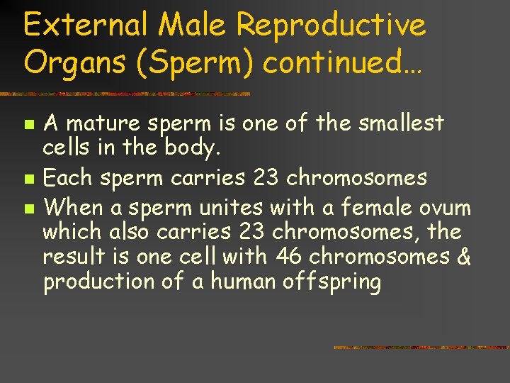 External Male Reproductive Organs (Sperm) continued… n n n A mature sperm is one