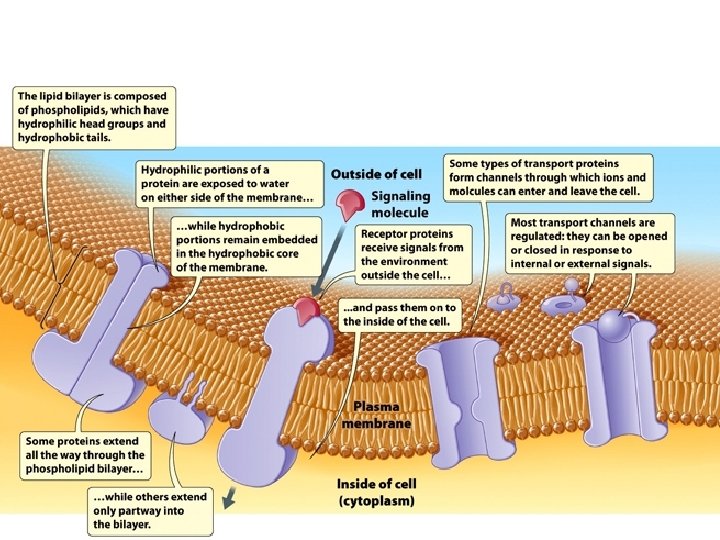 © 2009 W. W. Norton & Company, Inc. DISCOVER BIOLOGY 4/e 3 