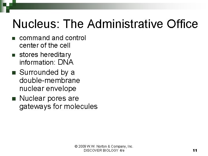 Nucleus: The Administrative Office n n command control center of the cell stores hereditary