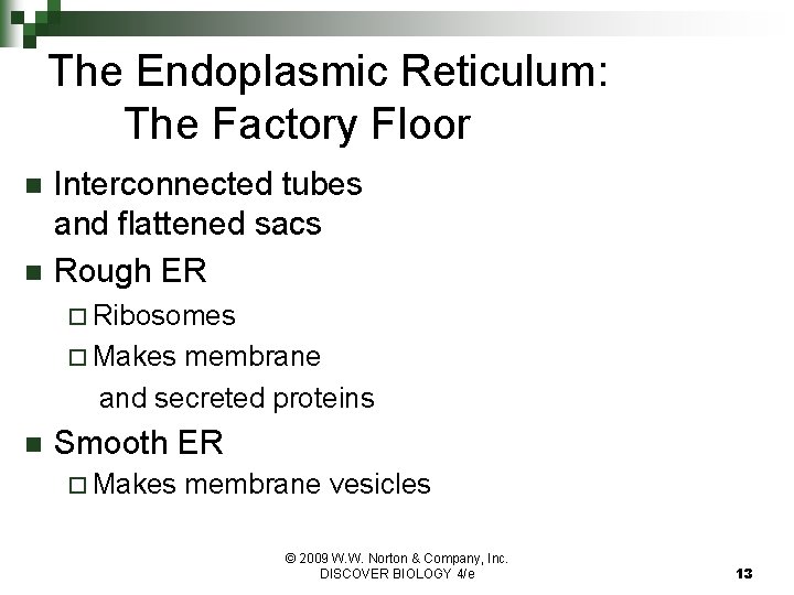 The Endoplasmic Reticulum: The Factory Floor n n Interconnected tubes and flattened sacs Rough