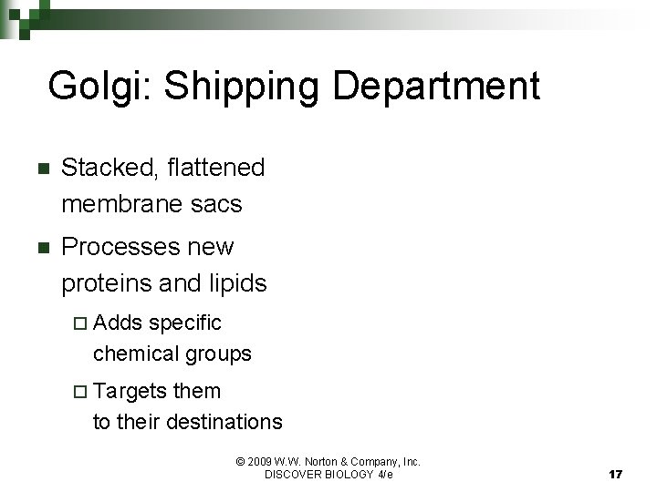Golgi: Shipping Department n Stacked, flattened membrane sacs n Processes new proteins and lipids Golgi: Shipping Department n Stacked, flattened membrane sacs n Processes new proteins and lipids