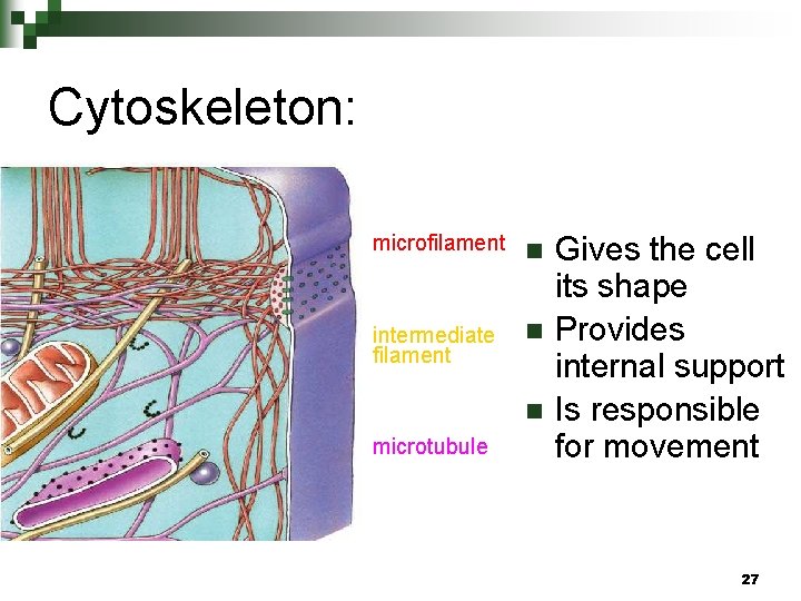 Cytoskeleton: microfilament n intermediate filament n n microtubule Gives the cell its shape Provides Cytoskeleton: microfilament n intermediate filament n n microtubule Gives the cell its shape Provides