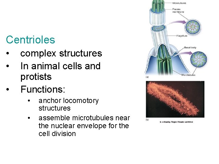 Centrioles • • • complex structures In animal cells and protists Functions: • • Centrioles • • • complex structures In animal cells and protists Functions: • •