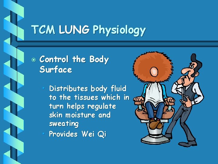 TCM LUNG Physiology b Control the Body Surface • Distributes body fluid to the