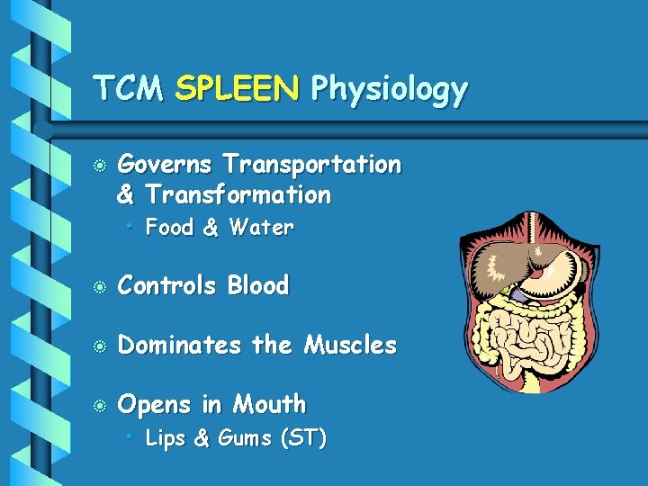 TCM SPLEEN Physiology b Governs Transportation & Transformation • Food & Water b Controls