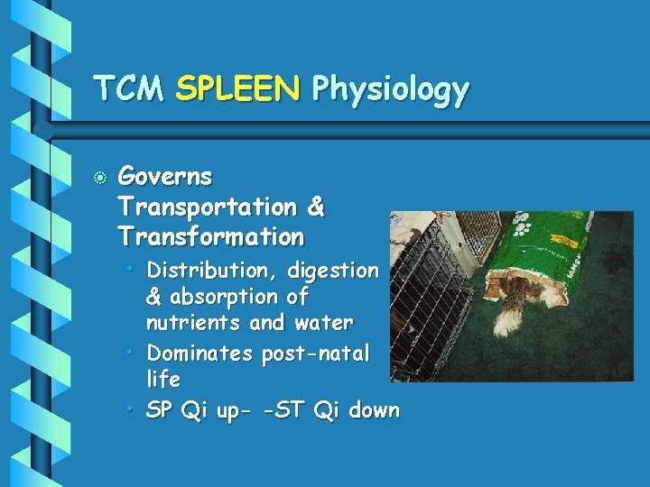 TCM SPLEEN Physiology b Governs Transportation & Transformation • Distribution, digestion & absorption of