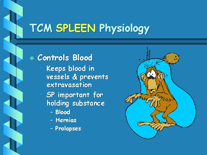 TCM SPLEEN Physiology b Controls Blood • Keeps blood in vessels & prevents extravasation
