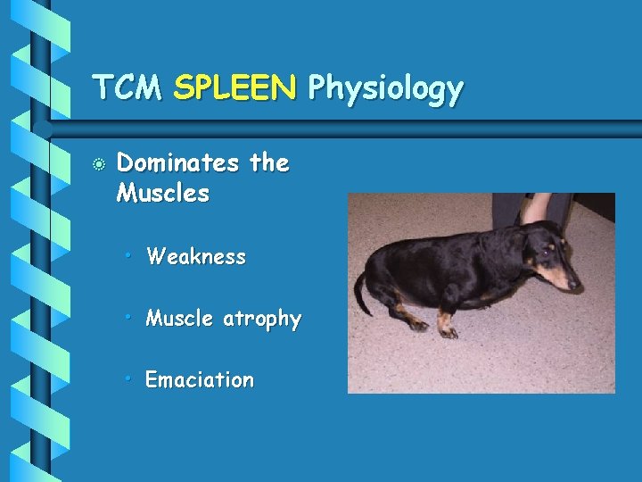 TCM SPLEEN Physiology b Dominates the Muscles • Weakness • Muscle atrophy • Emaciation