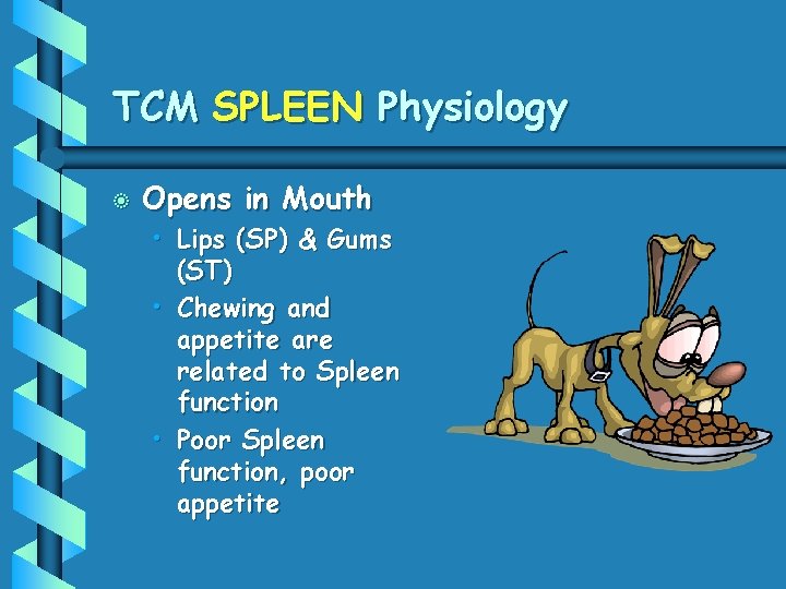 TCM SPLEEN Physiology b Opens in Mouth • Lips (SP) & Gums (ST) •