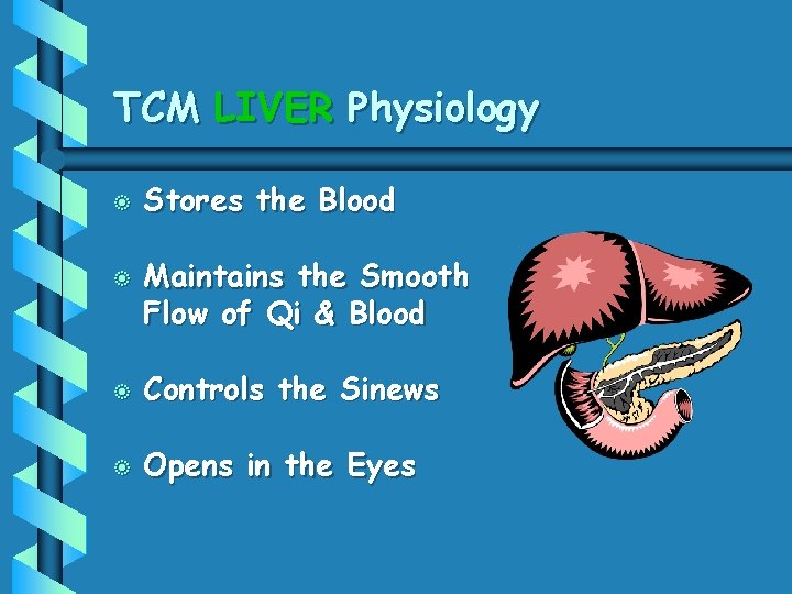 TCM LIVER Physiology b b Stores the Blood Maintains the Smooth Flow of Qi
