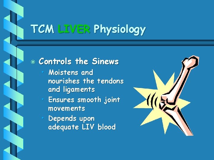 TCM LIVER Physiology b Controls the Sinews • Moistens and nourishes the tendons and
