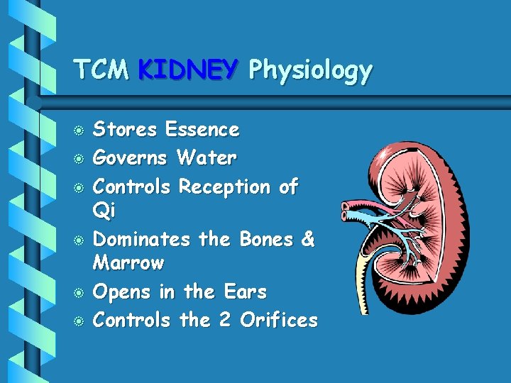 TCM KIDNEY Physiology b b b Stores Essence Governs Water Controls Reception of Qi