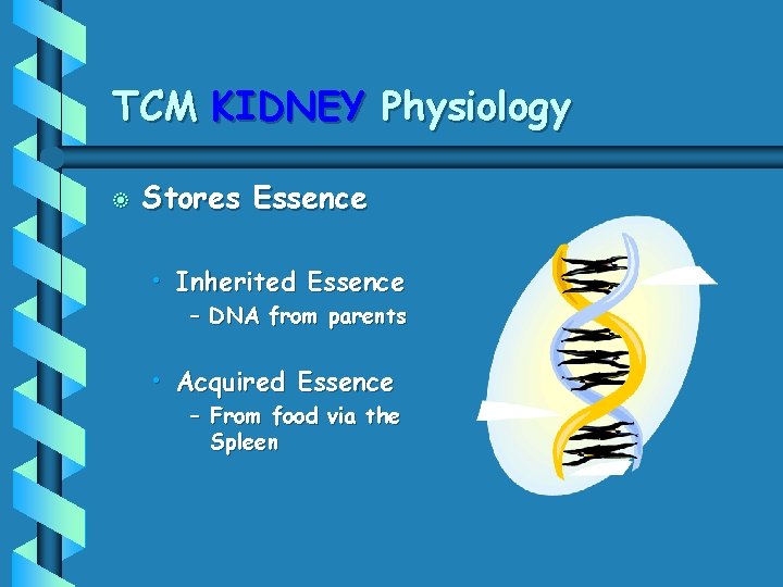 TCM KIDNEY Physiology b Stores Essence • Inherited Essence – DNA from parents •
