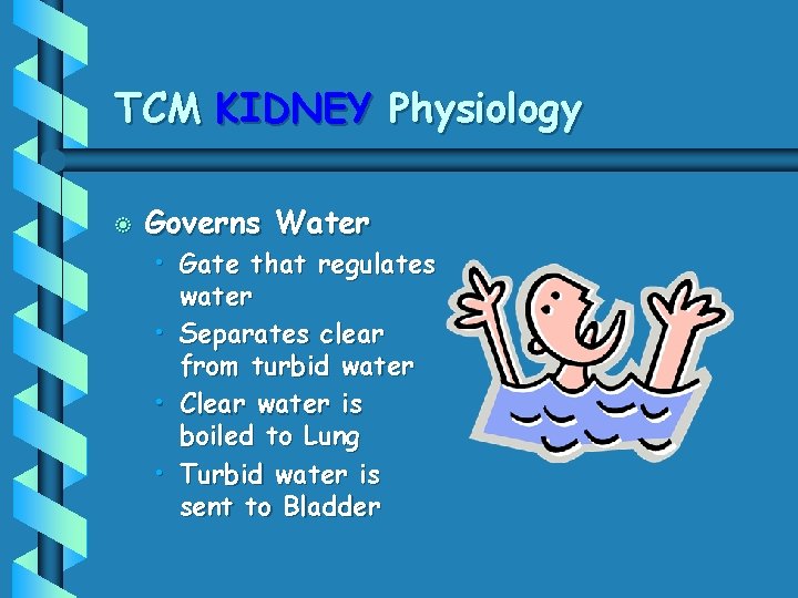 TCM KIDNEY Physiology b Governs Water • Gate that regulates water • Separates clear