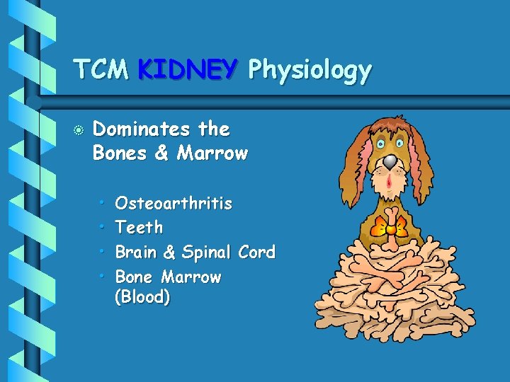 TCM KIDNEY Physiology b Dominates the Bones & Marrow • • Osteoarthritis Teeth Brain