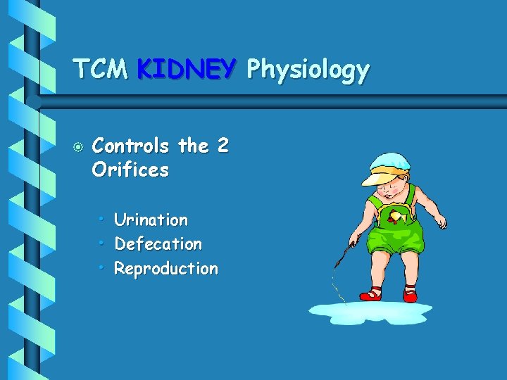 TCM KIDNEY Physiology b Controls the 2 Orifices • • • Urination Defecation Reproduction