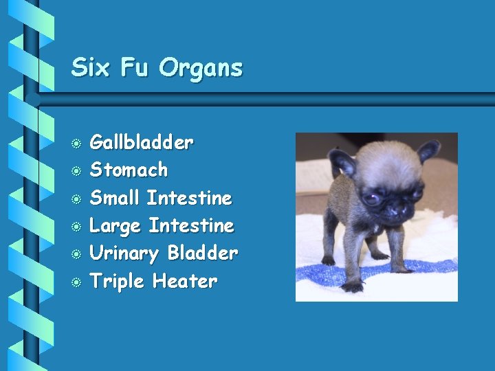 Six Fu Organs b b b Gallbladder Stomach Small Intestine Large Intestine Urinary Bladder