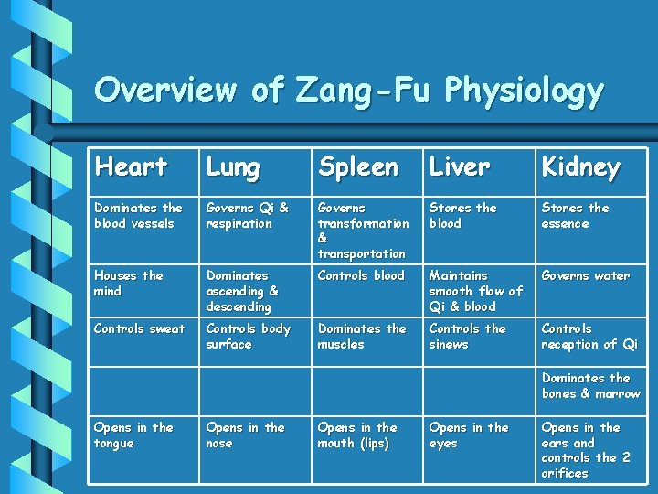 Overview of Zang -Fu Physiology Heart Lung Spleen Liver Kidney Dominates the blood vessels