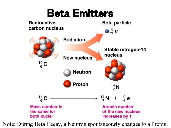 Beta Emitters Note: During Beta Decay, a Neutron spontaneously changes to a Proton. 