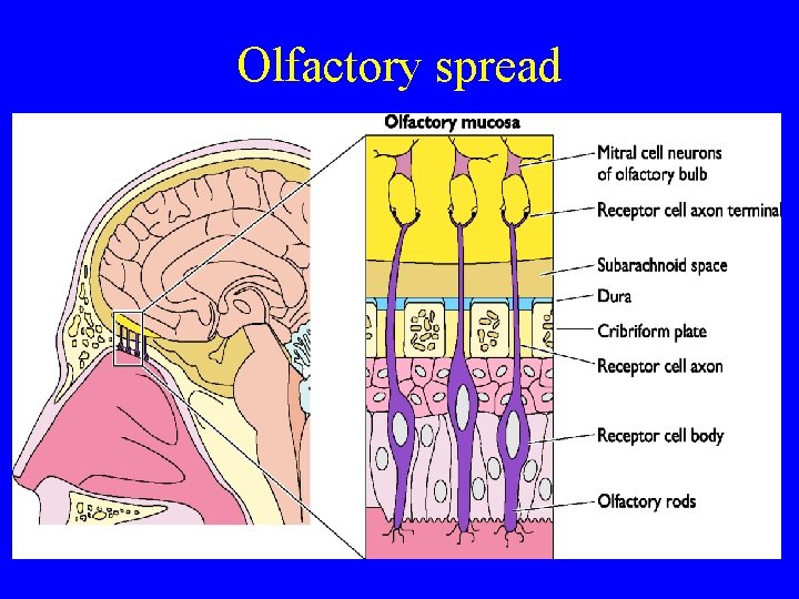 Olfactory spread 