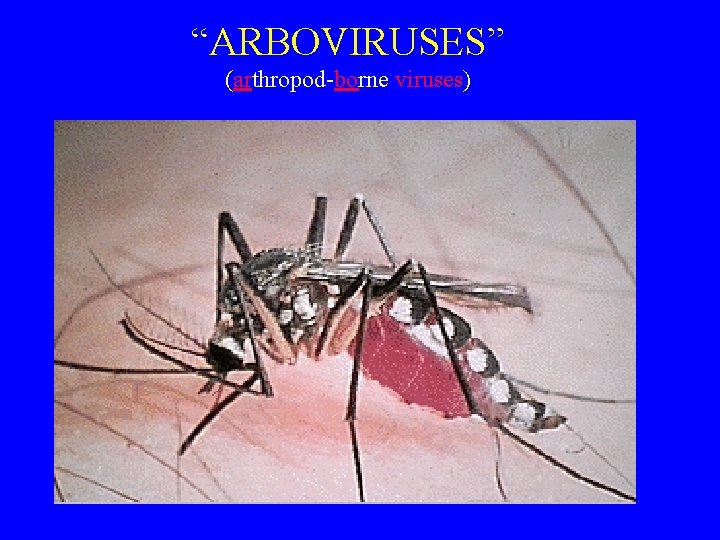 “ARBOVIRUSES” (arthropod-borne viruses) 