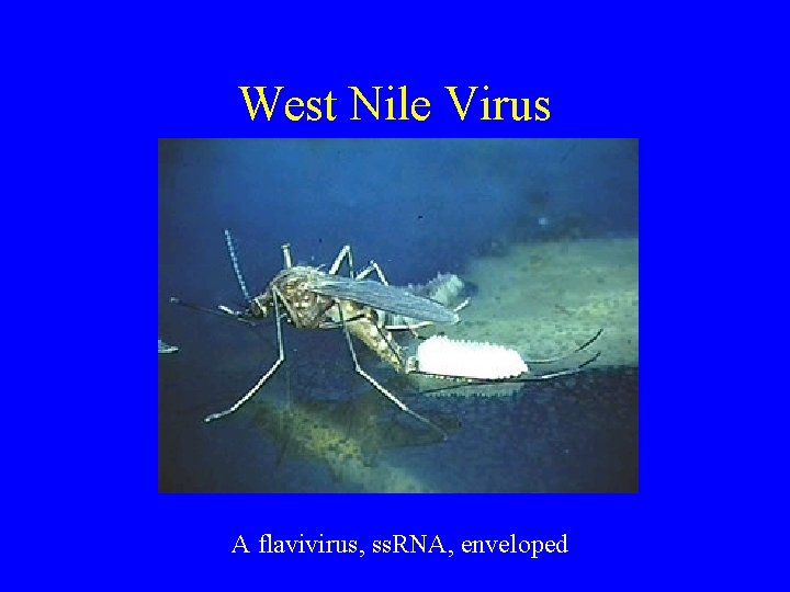 West Nile Virus A flavivirus, ss. RNA, enveloped 