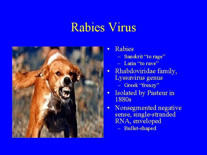 Rabies Virus • Rabies – Sanskrit “to rage” – Latin “to rave” • Rhabdoviridae
