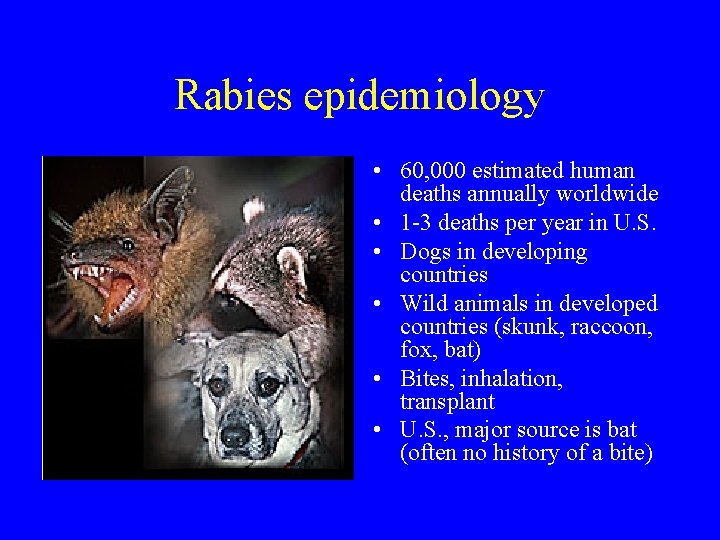 Rabies epidemiology • 60, 000 estimated human deaths annually worldwide • 1 -3 deaths
