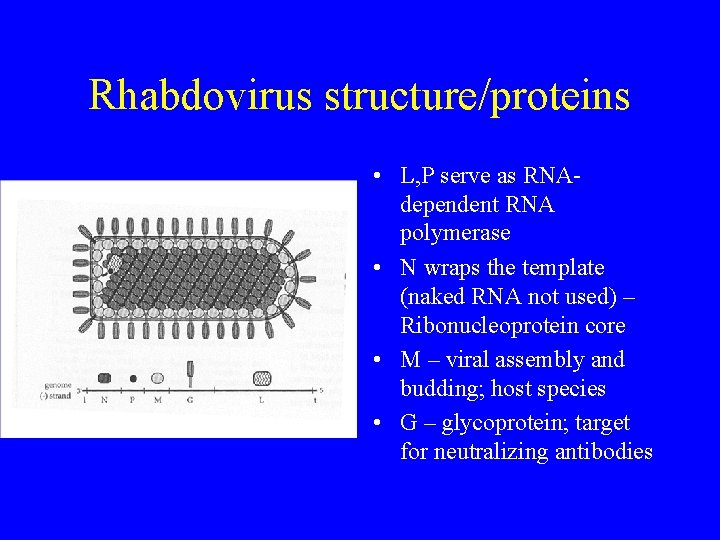 Rhabdovirus structure/proteins • L, P serve as RNAdependent RNA polymerase • N wraps the