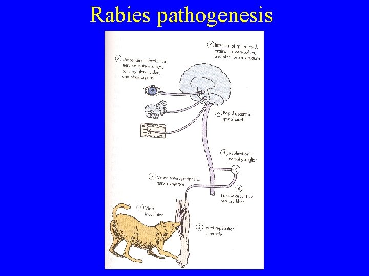 Rabies pathogenesis 