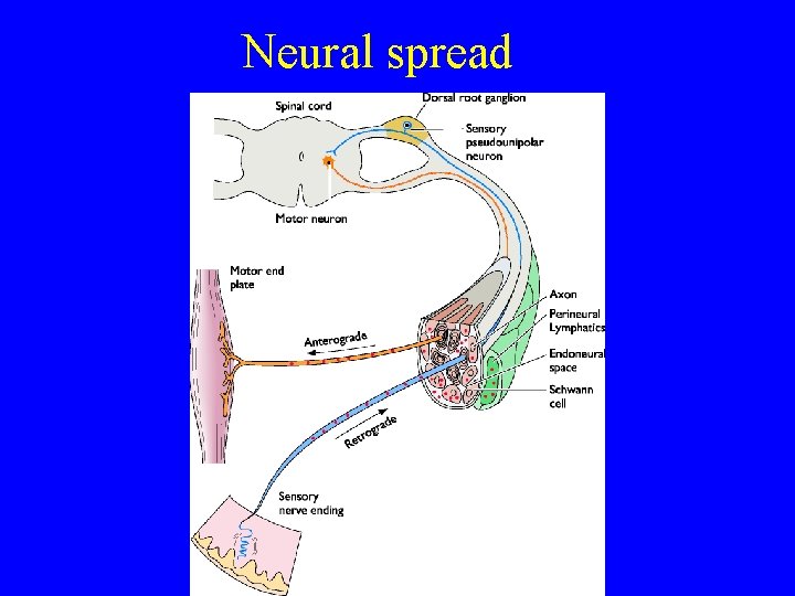 Neural spread 