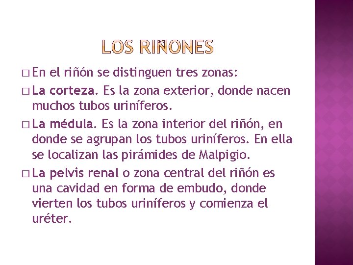 � En el riñón se distinguen tres zonas: � La corteza. Es la zona