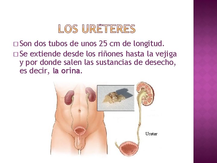 � Son dos tubos de unos 25 cm de longitud. � Se extiende desde