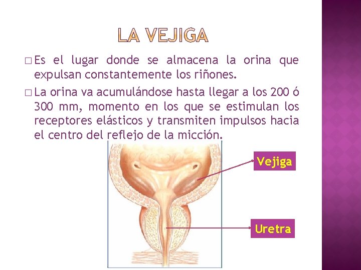 � Es el lugar donde se almacena la orina que expulsan constantemente los riñones.