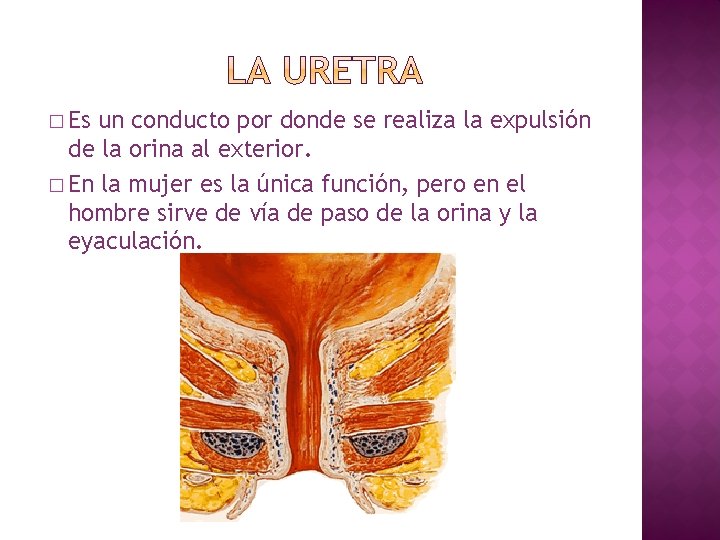 � Es un conducto por donde se realiza la expulsión de la orina al