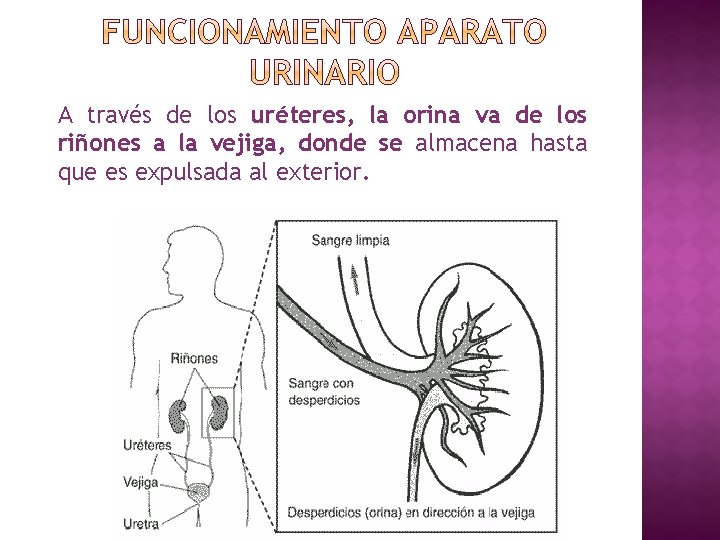 A través de los uréteres, la orina va de los riñones a la vejiga,