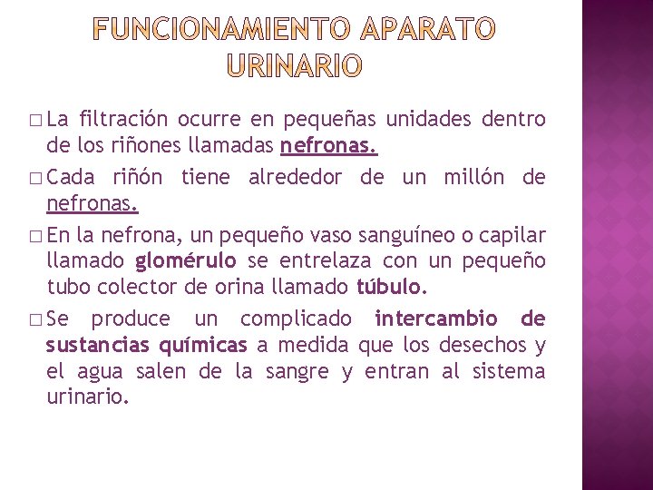 � La filtración ocurre en pequeñas unidades dentro de los riñones llamadas nefronas. �