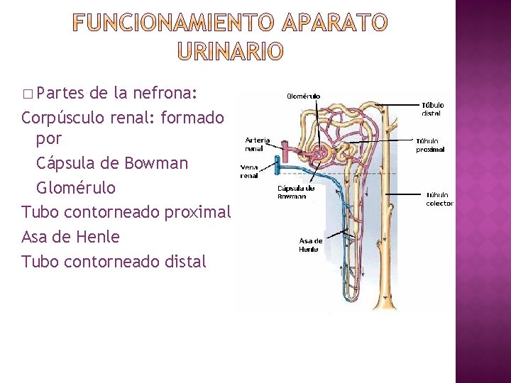 � Partes de la nefrona: Corpúsculo renal: formado por Cápsula de Bowman Glomérulo Tubo
