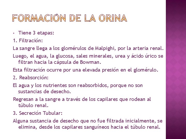 Tiene 3 etapas: 1. Filtración: La sangre llega a los glomérulos de Malpighi, por