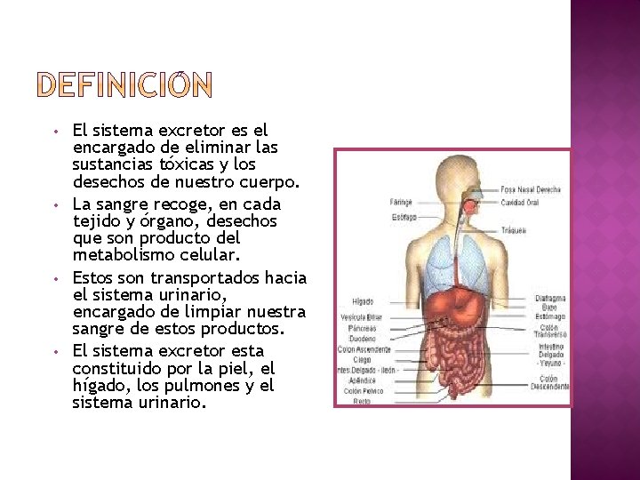  • • El sistema excretor es el encargado de eliminar las sustancias tóxicas