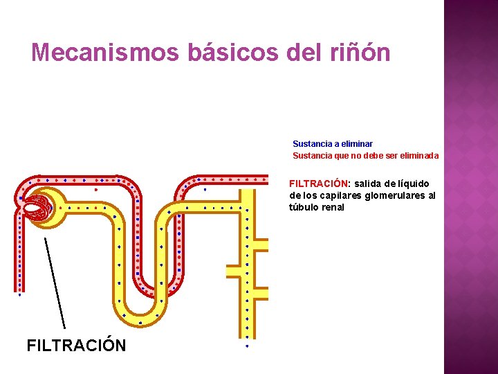 Mecanismos básicos del riñón Sustancia a eliminar Sustancia que no debe ser eliminada FILTRACIÓN: