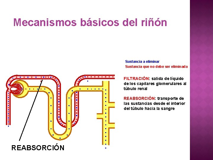 Mecanismos básicos del riñón Sustancia a eliminar Sustancia que no debe ser eliminada FILTRACIÓN: