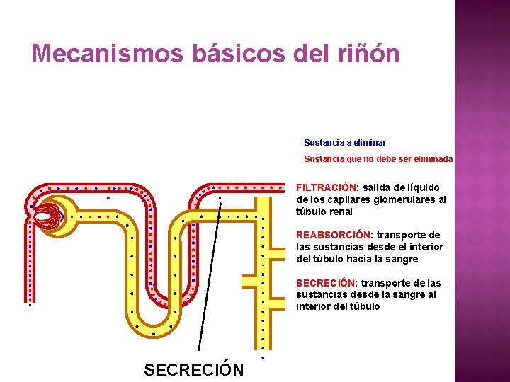 Mecanismos básicos del riñón Sustancia a eliminar Sustancia que no debe ser eliminada FILTRACIÓN: